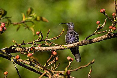与索尼克相约《双点医院》 员工服装物品免费送